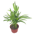 Young Areca Palm with clustered green stems in a 6-inch nursery pot against a white studio background