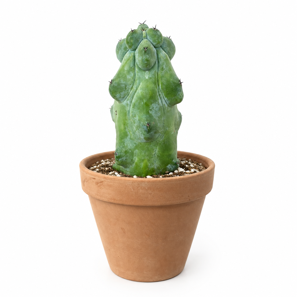 Boobie Cactus with rounded blue-green ribs styled in a muted taupe terracotta pot on white
