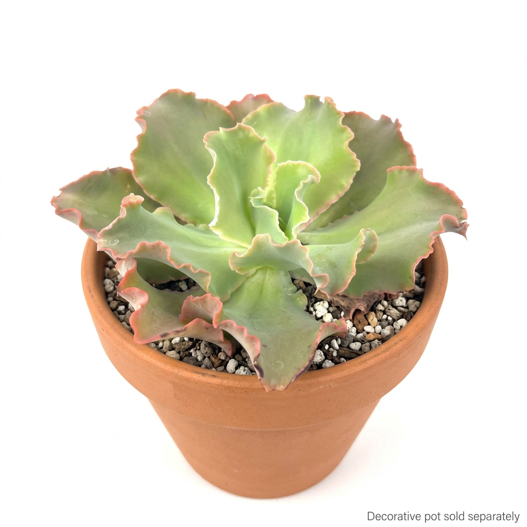 Echeveria Giant Ruffles styled in a terracotta pot against a white studio background; decorative pot sold separately