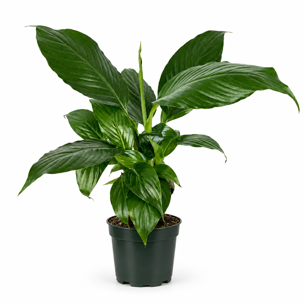 Peace Lily with glossy green leaves in a nursery grow pot on a white studio background