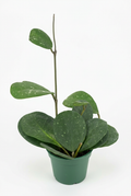Hoya obovata with silver-flecked rounded green leaves and upright runner in a green 4-inch nursery pot on white.