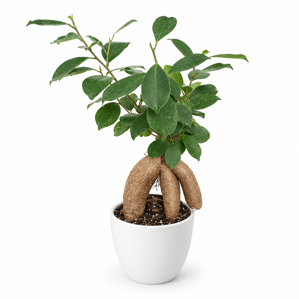Ginseng Ficus with sculptural exposed roots styled in separately sold white Basel planter on white