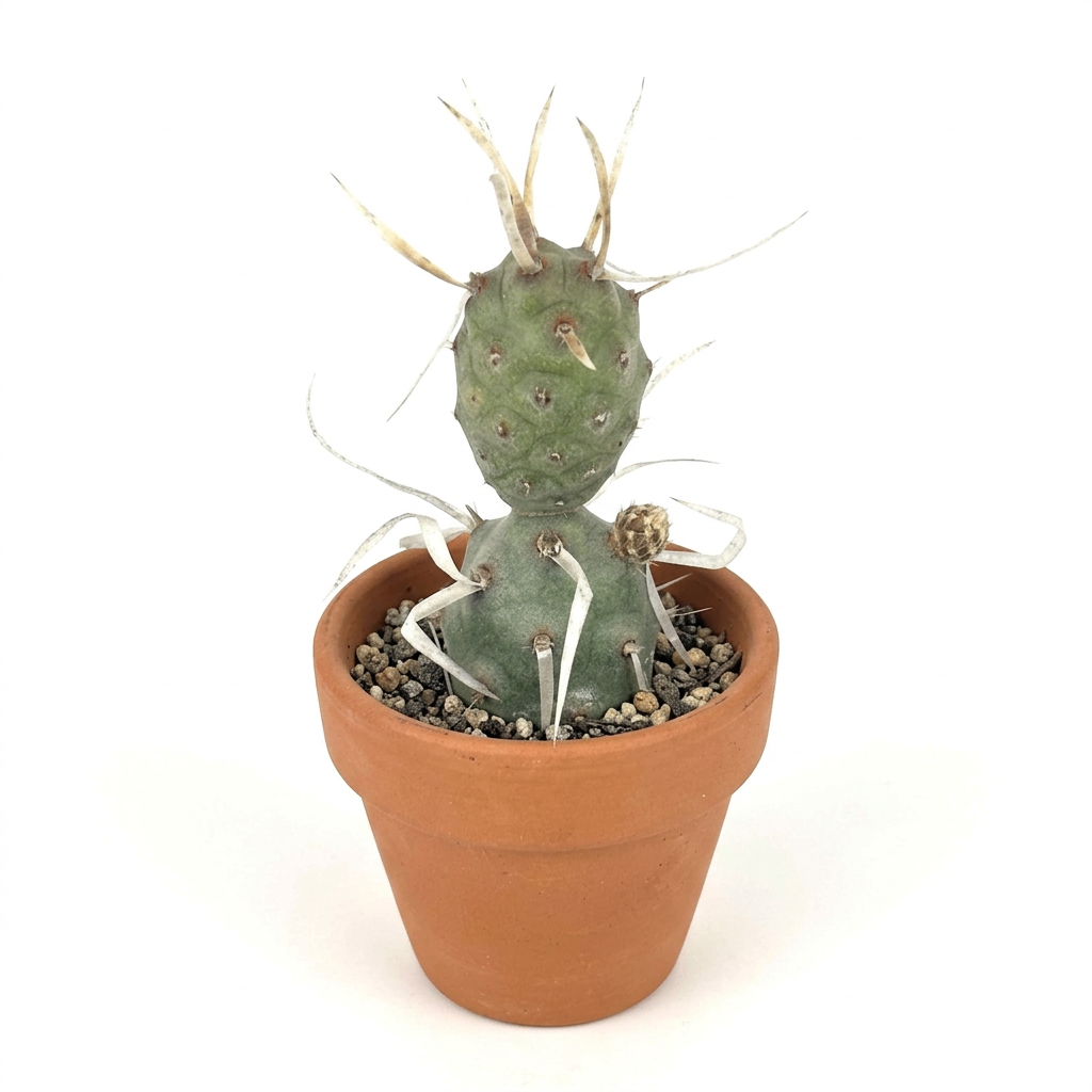 Alternate studio view of Paper Spine Cactus styled in a rounded terracotta pot; decorative pot sold separately