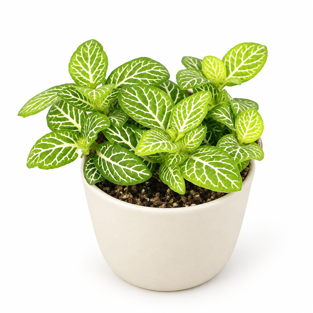 Fittonia Jolly Lemon styled in a small separately purchased ivory ceramic pot on a white background