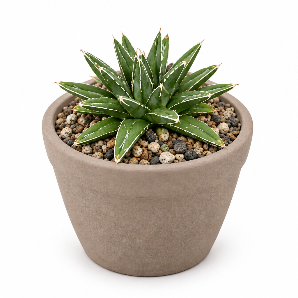 Porcupine Agave directly planted in taupe terracotta pot on white background; pot not included