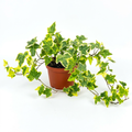 Gold Child English Ivy with green and golden-edged leaves and trailing vines in a six-inch nursery pot on white.