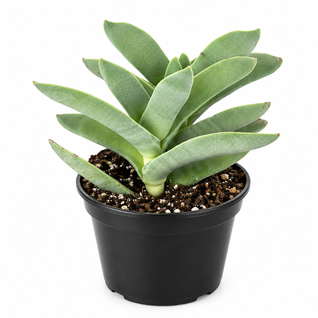 Propeller Succulent with curved gray-green leaves in black 4-inch grow pot on white