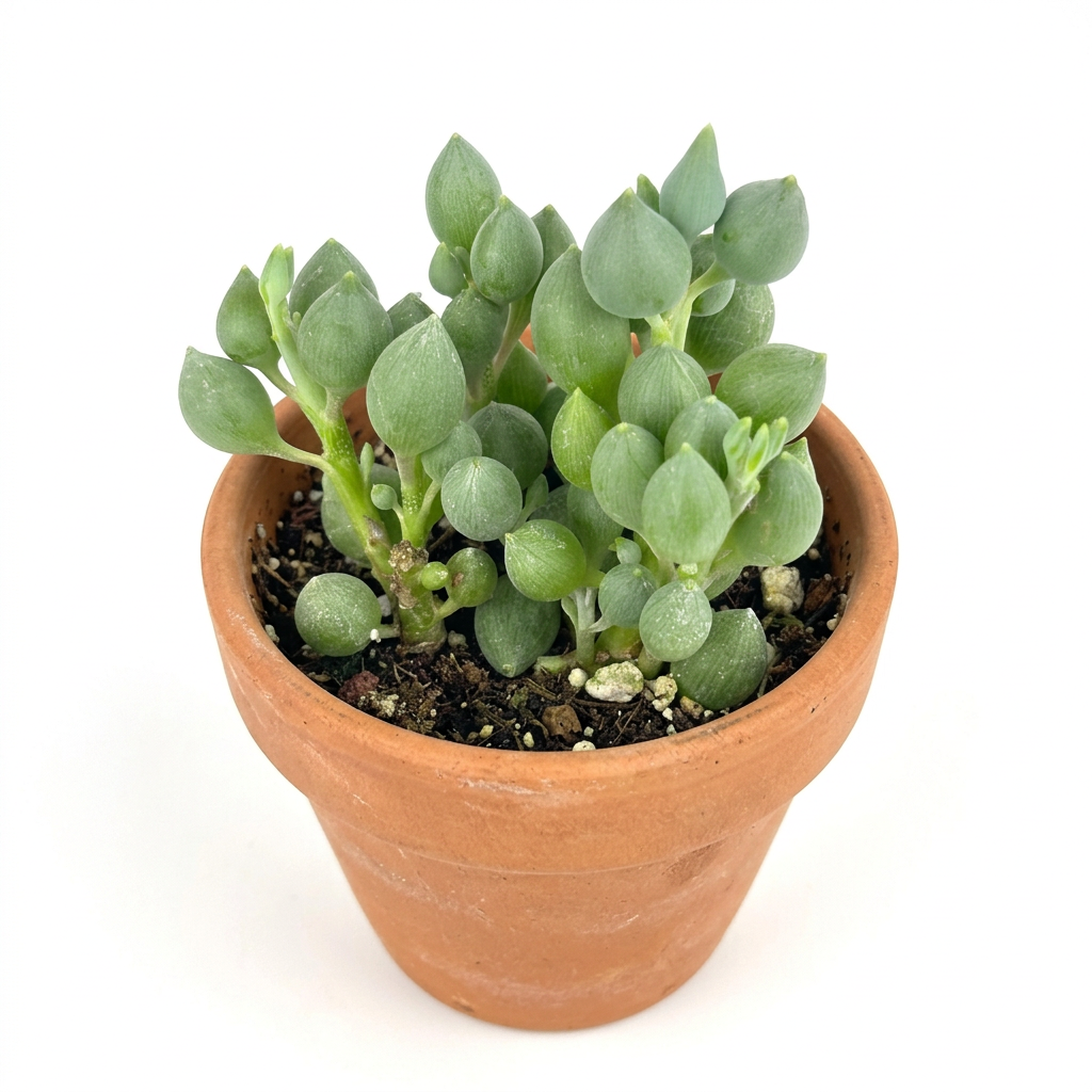 Alternate studio view of String of Lemons succulent styled in a rounded terracotta pot; decorative pot sold separately