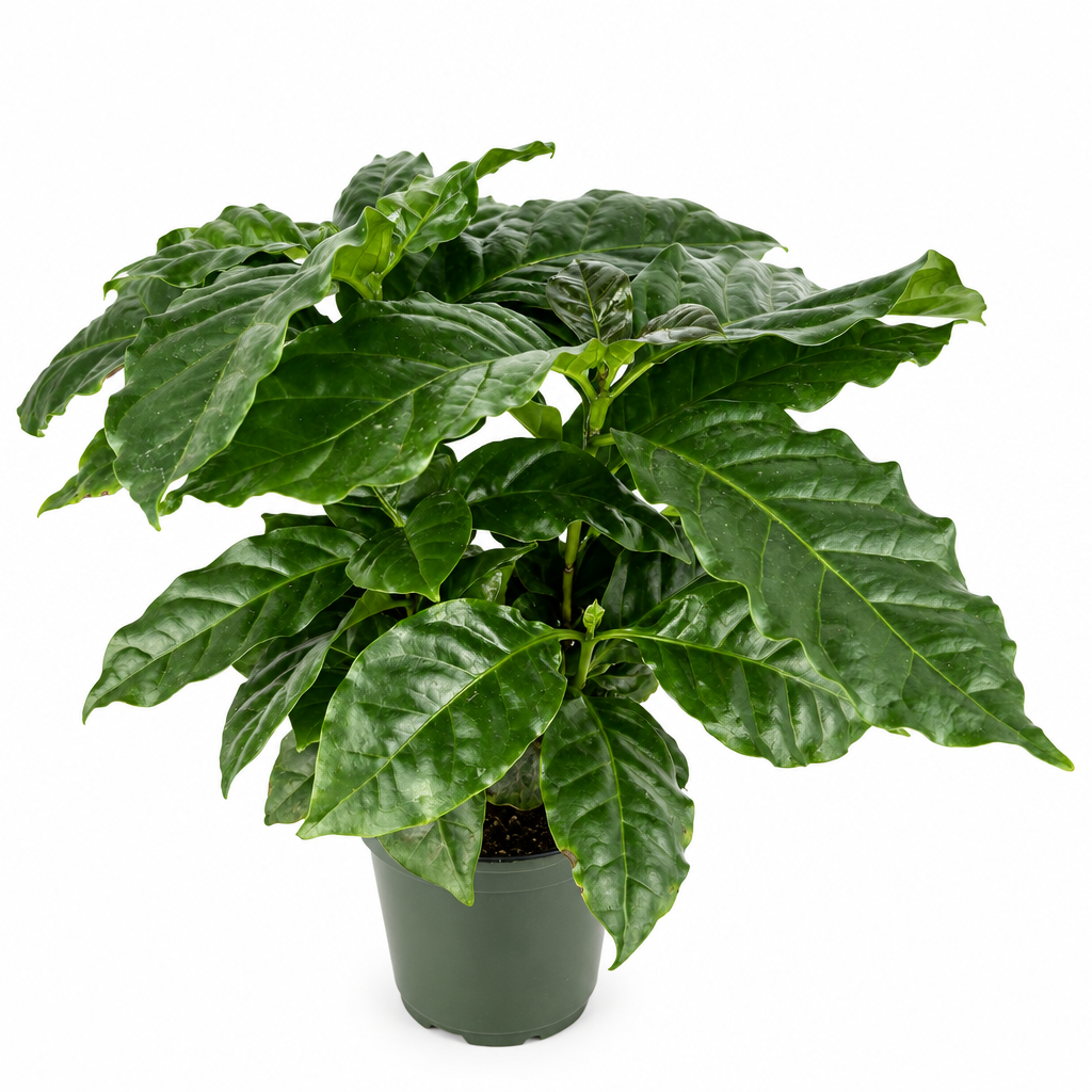 Young Coffea arabica coffee plant with glossy green leaves in a nursery pot on white