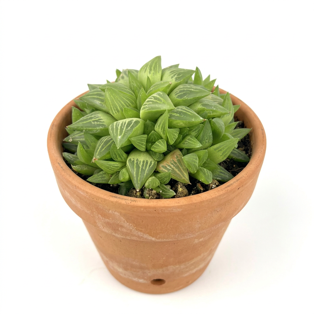 Haworthia retusa styled in a classic terracotta pot on white; decorative pot not included