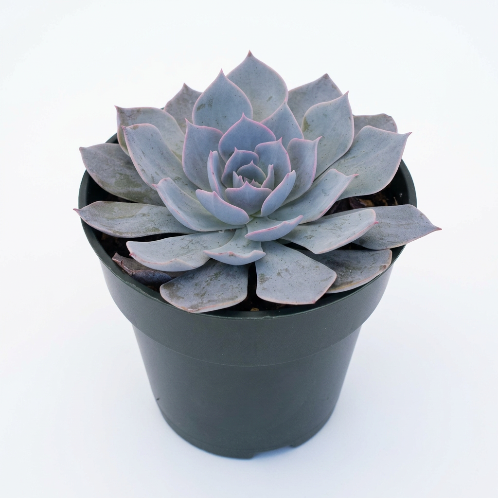 Blue Echeveria Peacockii succulent in a 4-inch nursery pot on a white studio background