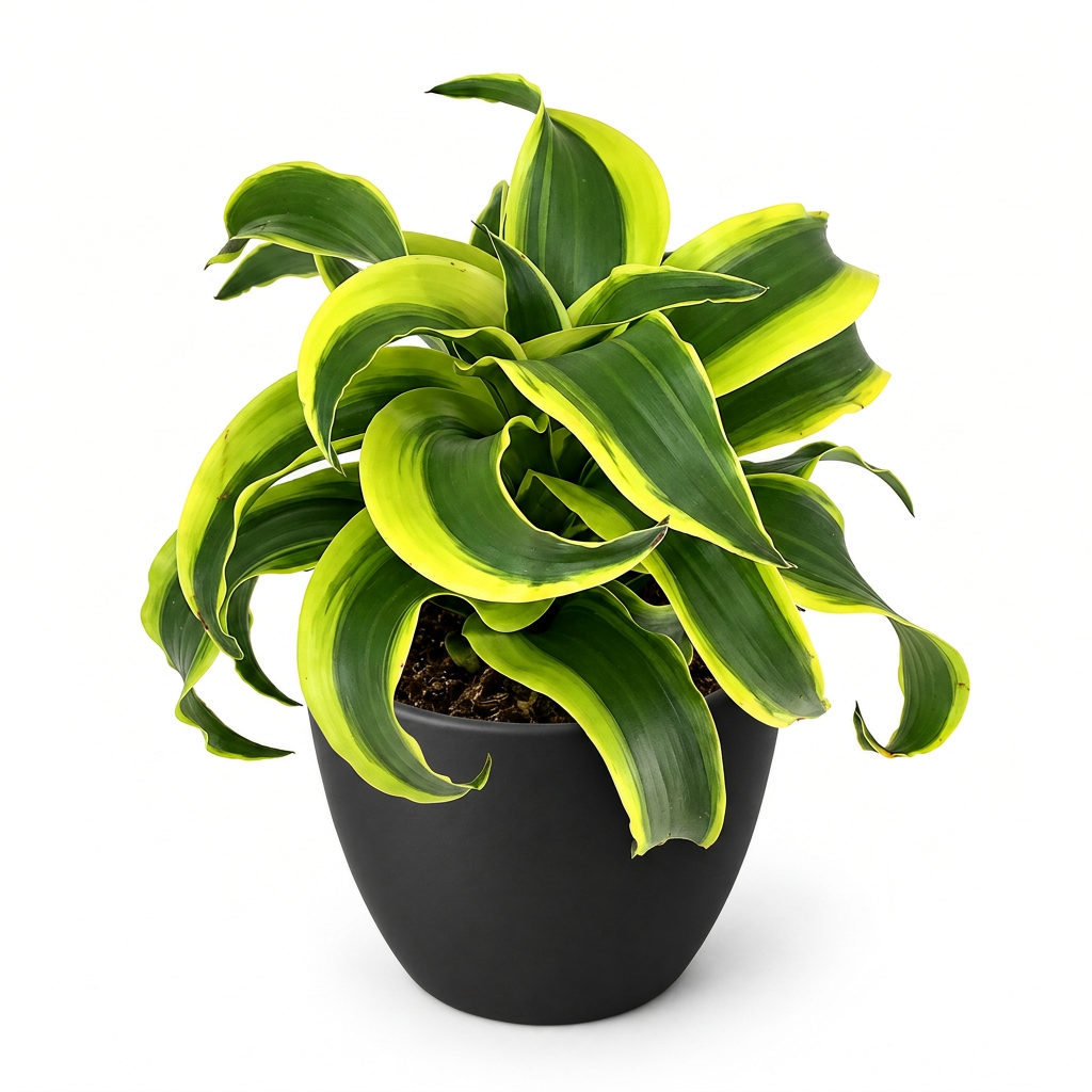 Young Dracaena Tornado with curled green-and-yellow leaves styled in a black BASEL 4.7-inch planter on white; decorative planter sold separately