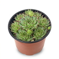 Sempervivum calcareum green rosettes with dark red tips in a 4-inch nursery pot, white-background studio view