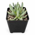 Ebracteola wilmaniae blue-gray succulent in a black 4-inch nursery pot on white