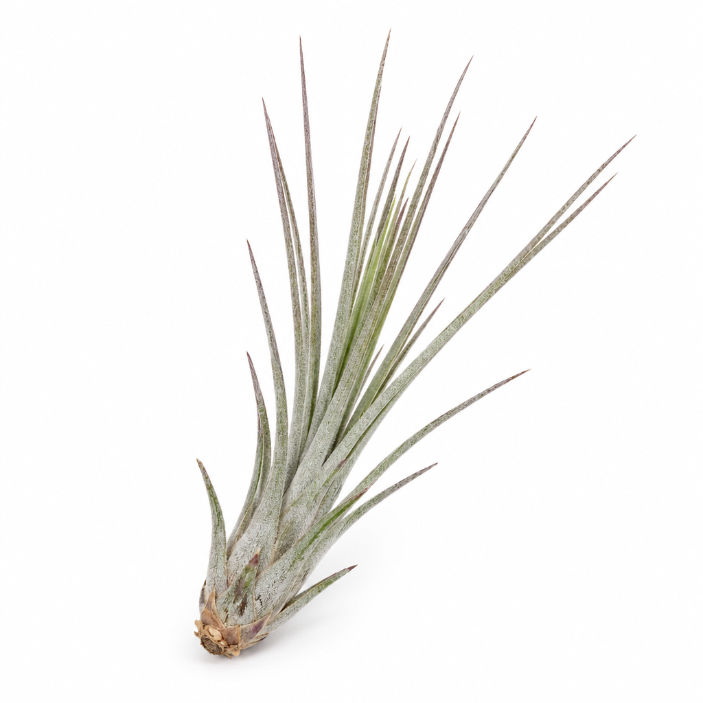Tillandsia Juncea air plant on a white studio background