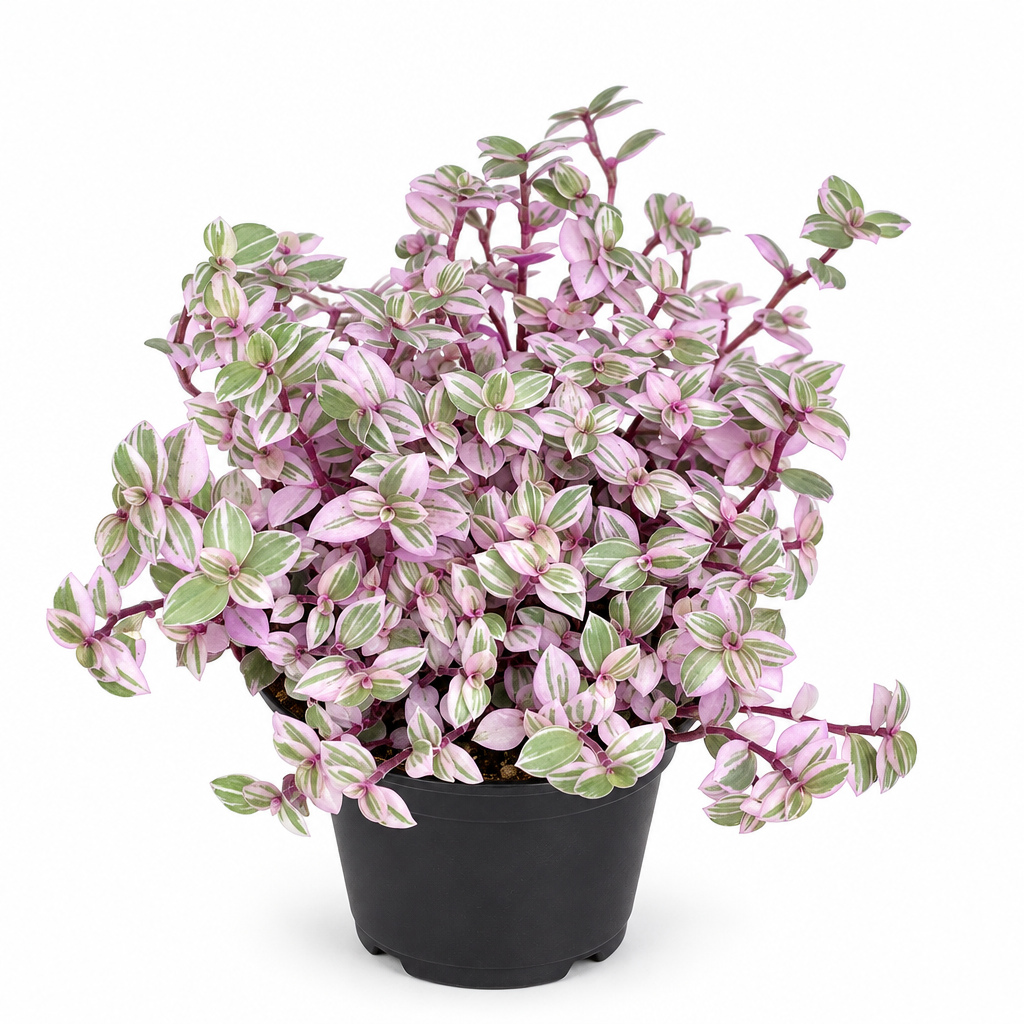 Tradescantia Pink Panther with small pink cream and green leaves in 4-inch nursery pot