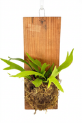 Staghorn fern with forked green fronds and moss-wrapped roots on a narrow 6 × 16-inch wood plank, suspended by hanging wire against white.