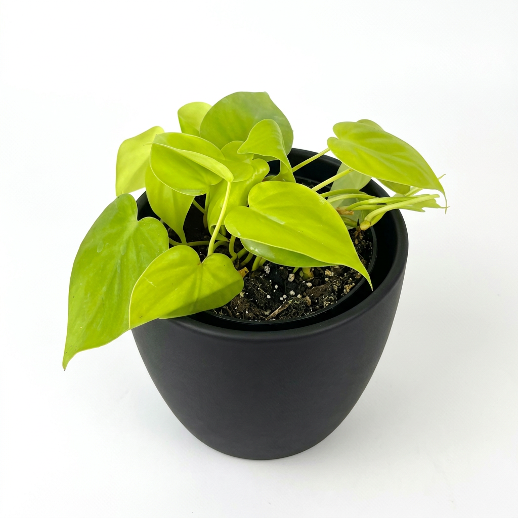 Philodendron Cordatum Neon styled in a black 4.7-inch BASEL decorative planter, sold separately