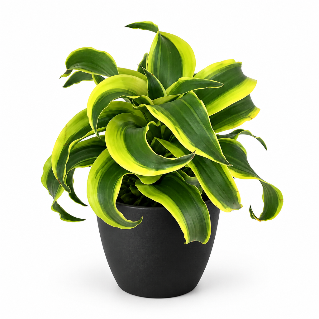 Black BASEL 4.7-inch planter styled with a Dracaena Tornado plant, plant sold separately