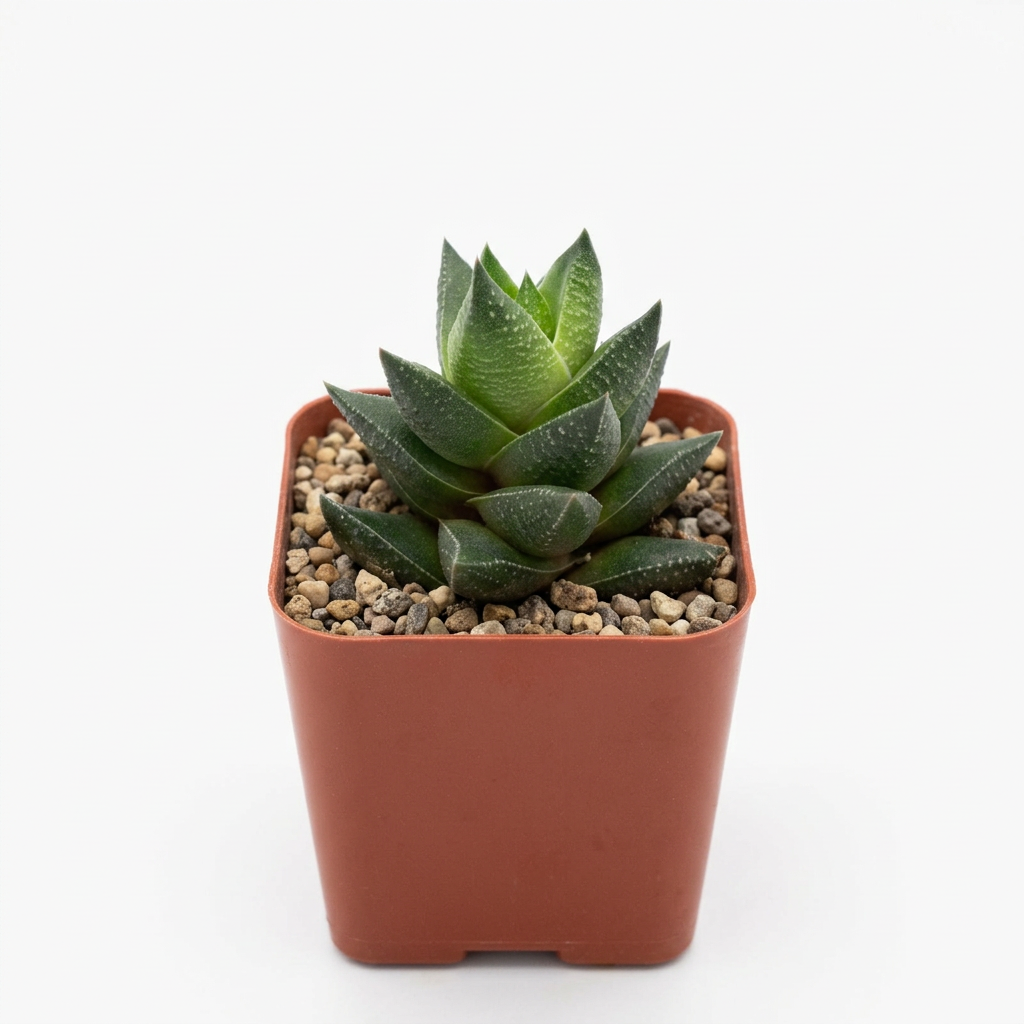 Haworthia resendeana with textured green leaves in a 2-inch nursery pot on a white background