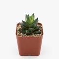 Haworthia resendeana with textured green leaves in a 2-inch nursery pot on a white background