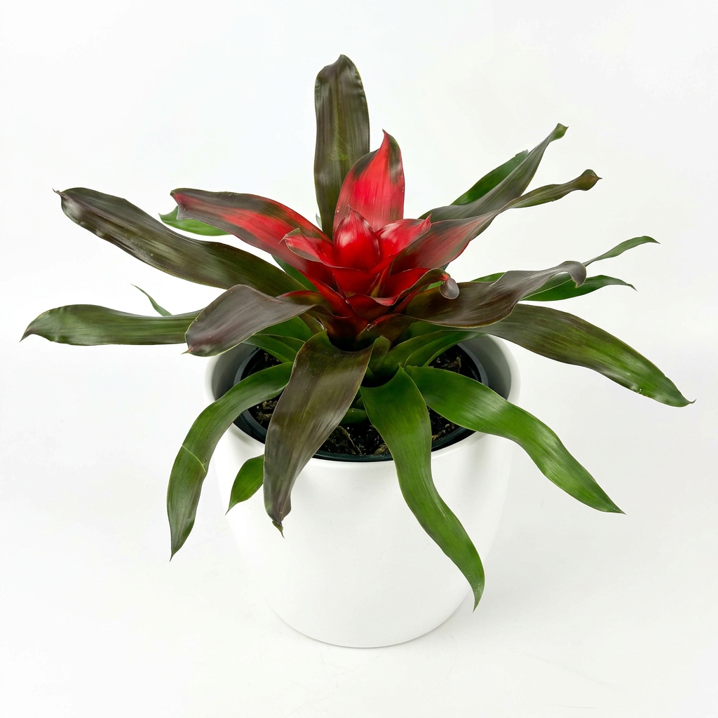 Neoregelia Medusa styled in a white BASEL planter against a white background; decorative planter sold separately