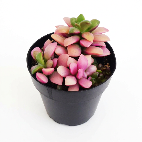 Anacampseros Sunrise cluster with pink, cream, and green leaves in a black nursery pot on a white background