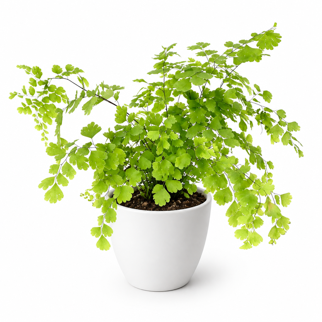 Maidenhair fern styled in separately sold white Basel planter on white