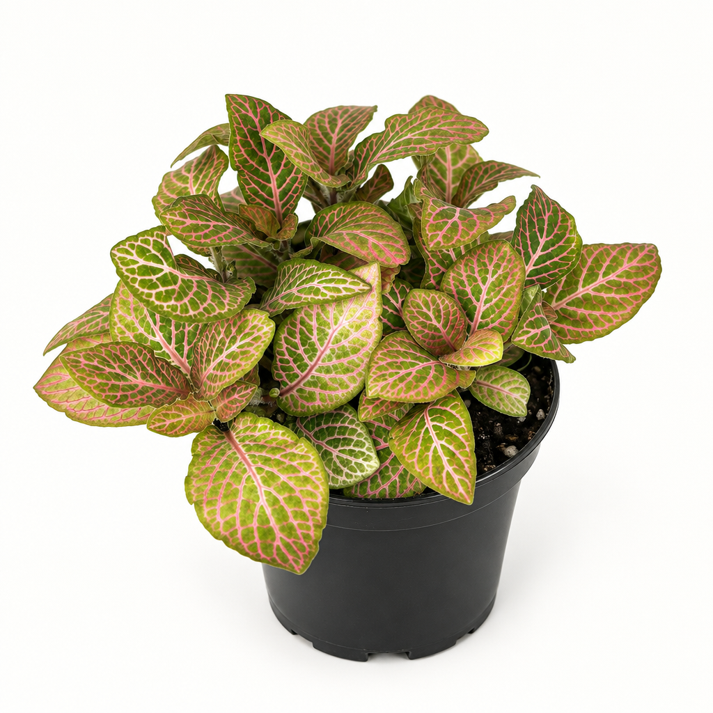Pink Fittonia with veined green leaves in a black 4-inch nursery pot on white