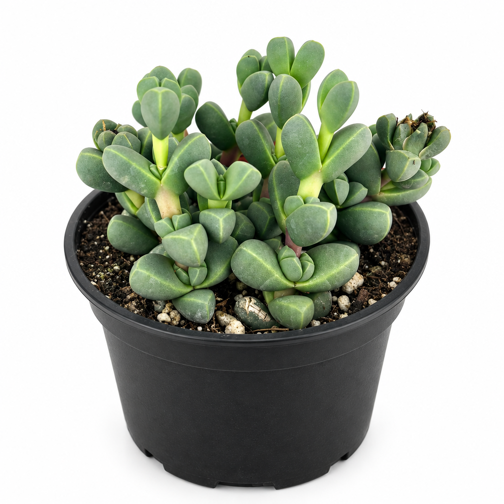 Corpuscularia lehmannii with plump paired leaves in black 4-inch grow pot on white background