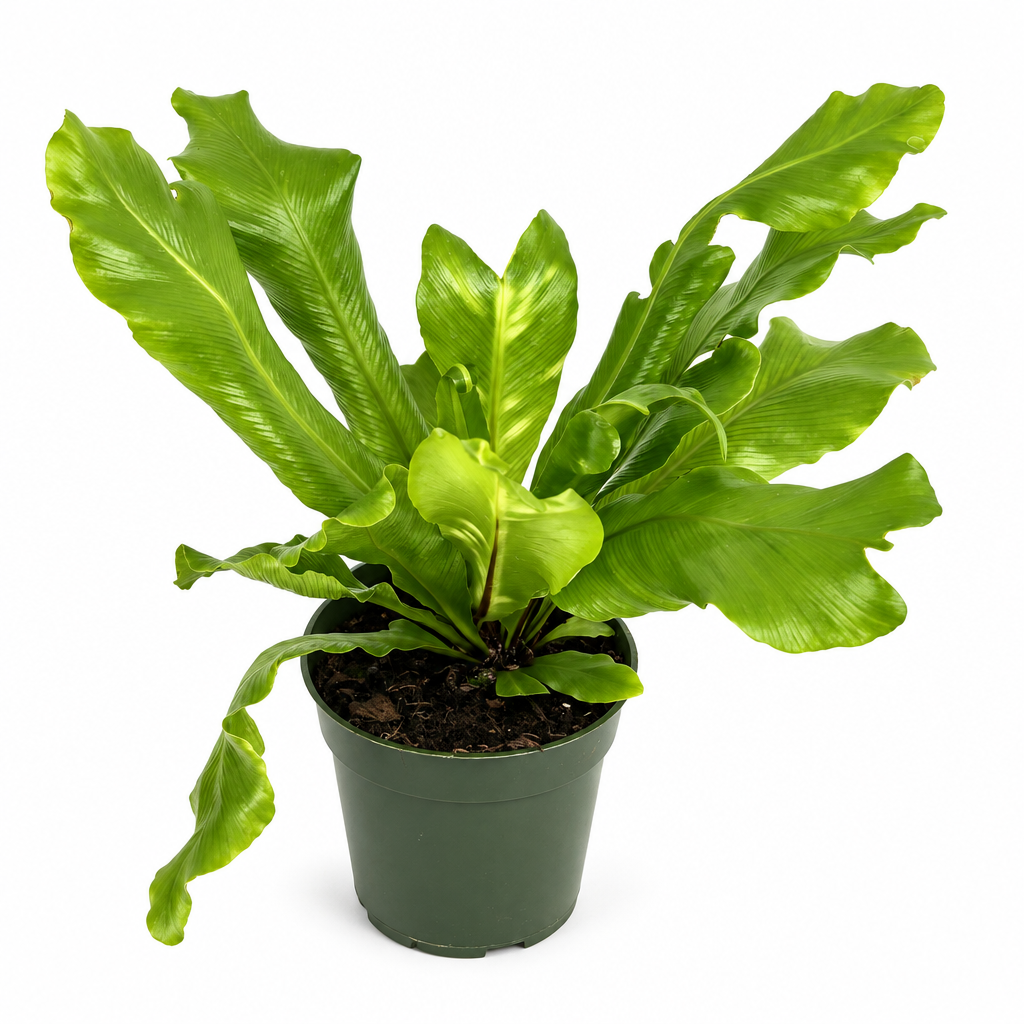 Bird's Nest Fern with wavy green fronds in a nursery grow pot on a white background