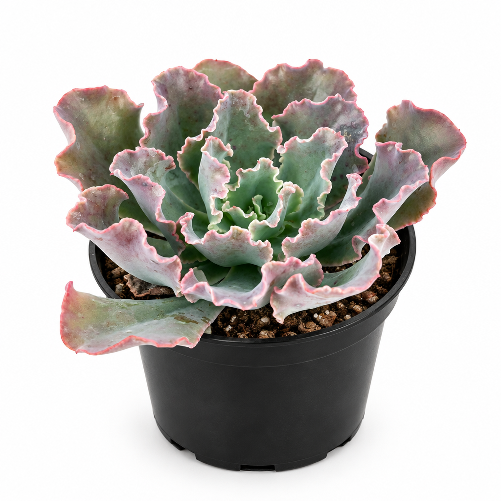Echeveria Blue Curls succulent in a black 4-inch grow pot on a white background