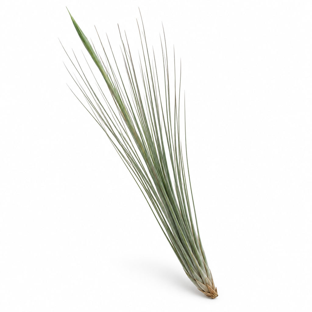 Large Tillandsia Juncea air plant with slender upright leaves on a white studio background