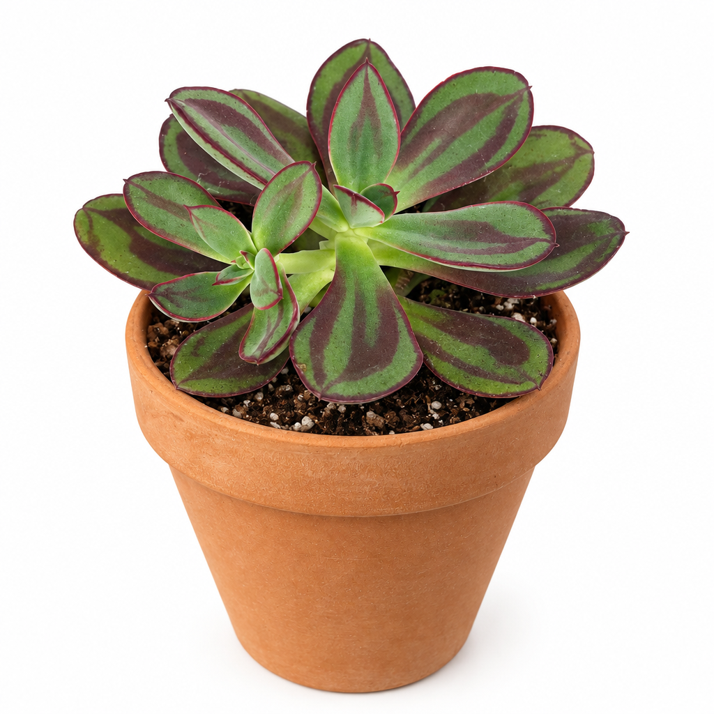 Echeveria nodulosa planted directly in a warm orange terracotta pot with green and red-purple rosette leaves on white