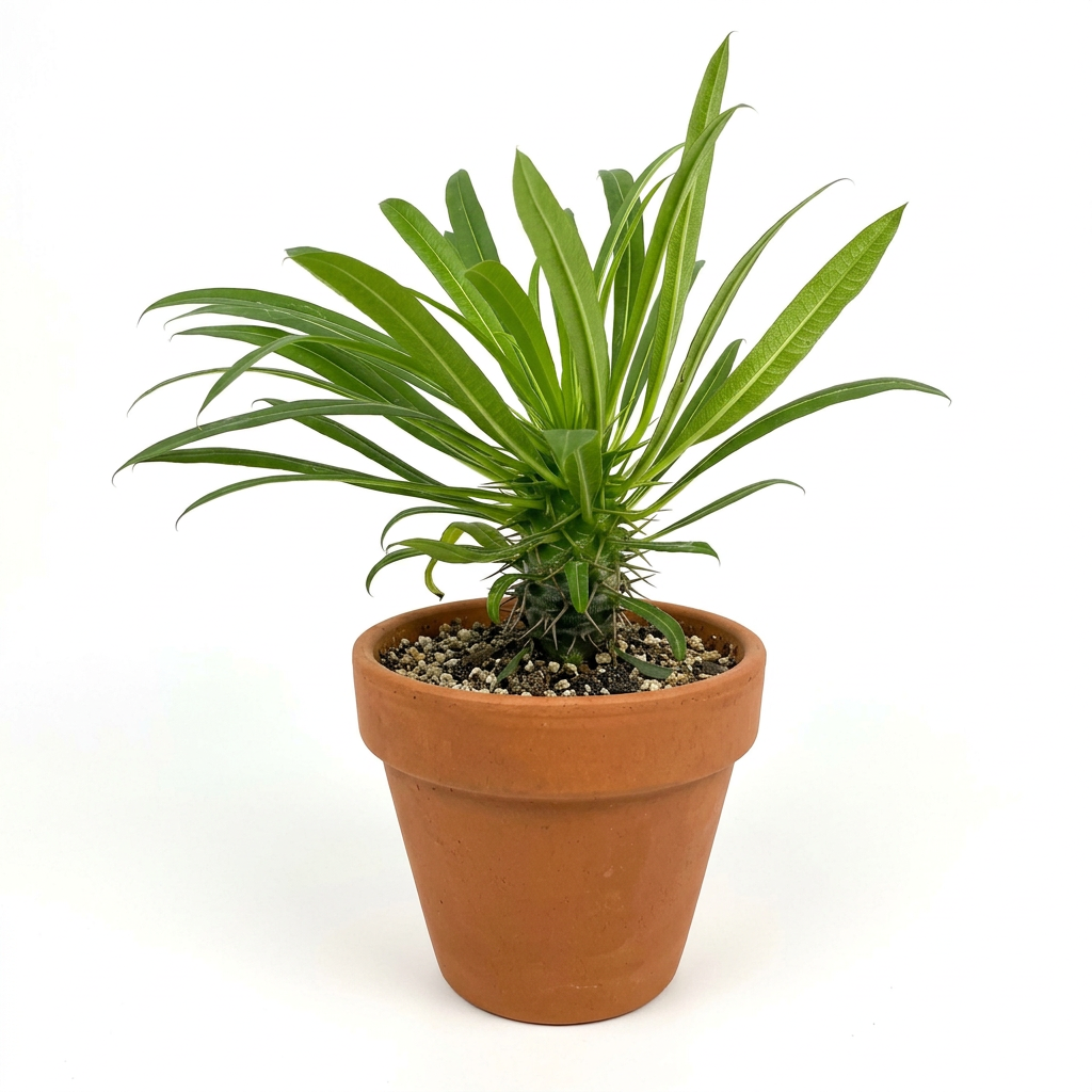 Young Madagascar Palm styled in terracotta against white; decorative pot sold separately