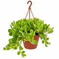 Purple Trailing Jade with fleshy oval green leaves trailing from a 6-inch hanging basket with hanger on white
