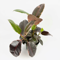 Ficus Decora Ruby Rubber Plant in a 6-inch nursery pot against a plain white studio background