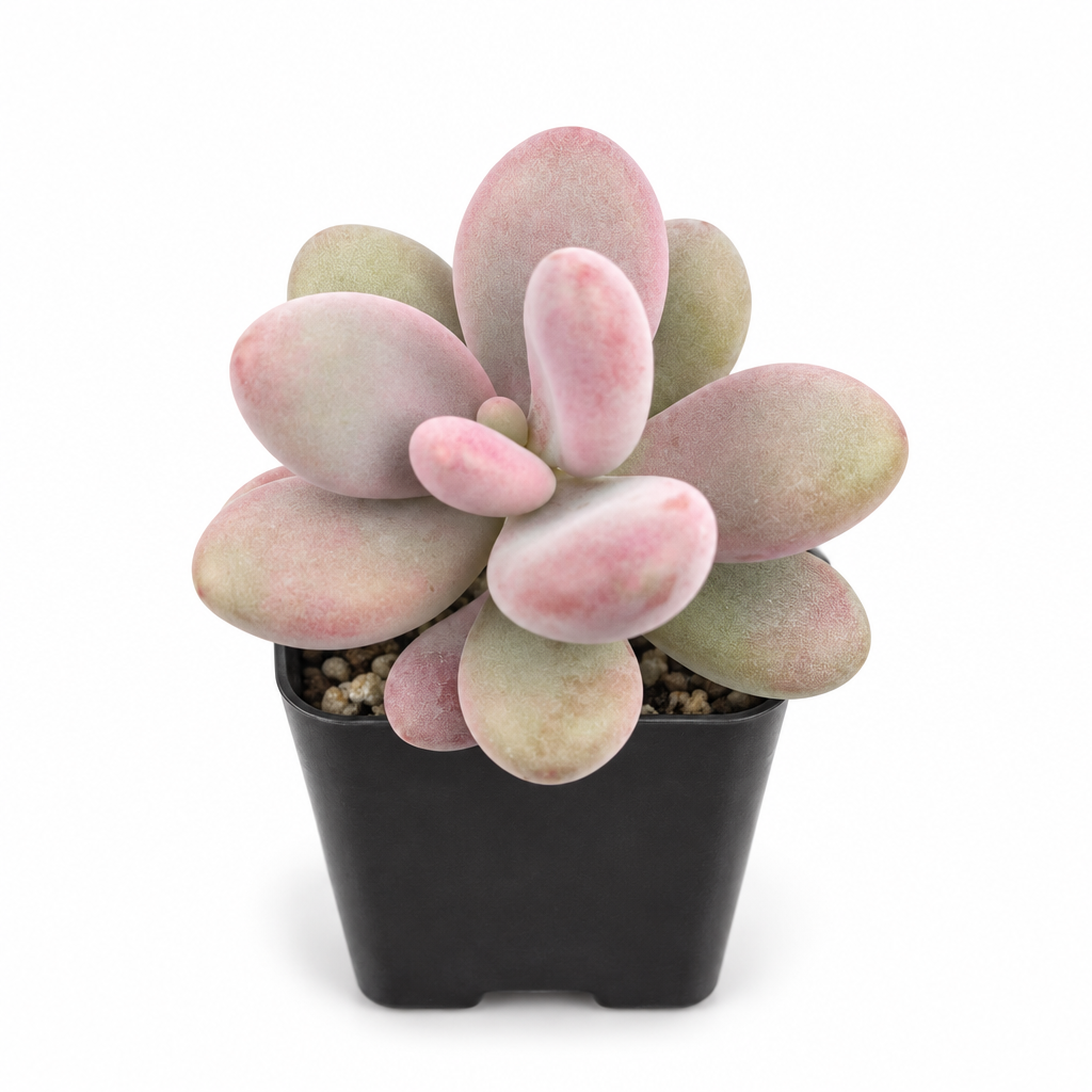 Pink Moonstone Pachyphytum oviferum Roseum in a black nursery pot on a white background