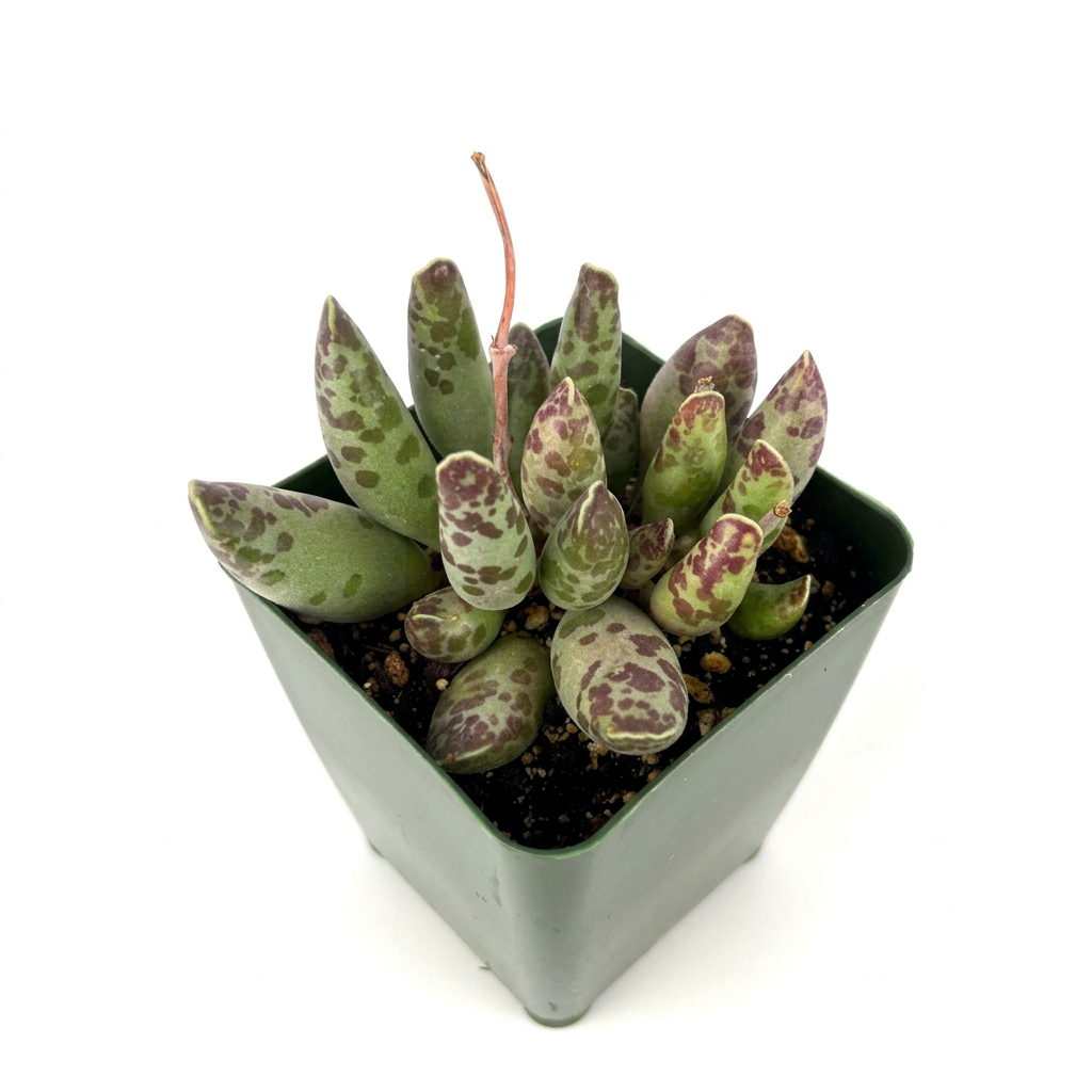 Plover Eggs Adromischus festivus with spotted green leaves in a 4-inch nursery pot against a white studio background