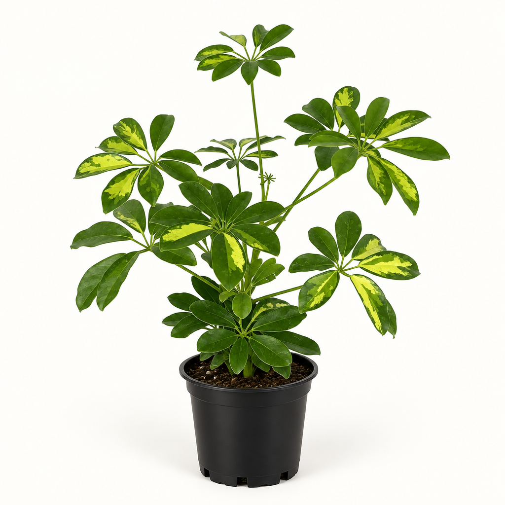 Young Gold Capella umbrella tree with green and gold leaflets in black nursery pot on white