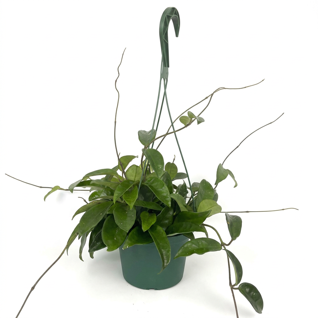 Hoya carnosa with waxy green leaves and long runners in its six-inch green hanging pot with attached hanger on white.