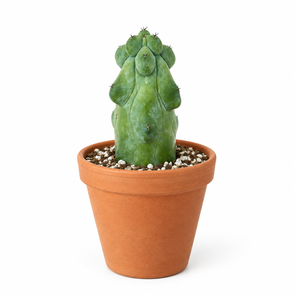 Boobie Cactus with rounded blue-green ribs styled in a warm orange terracotta pot on white