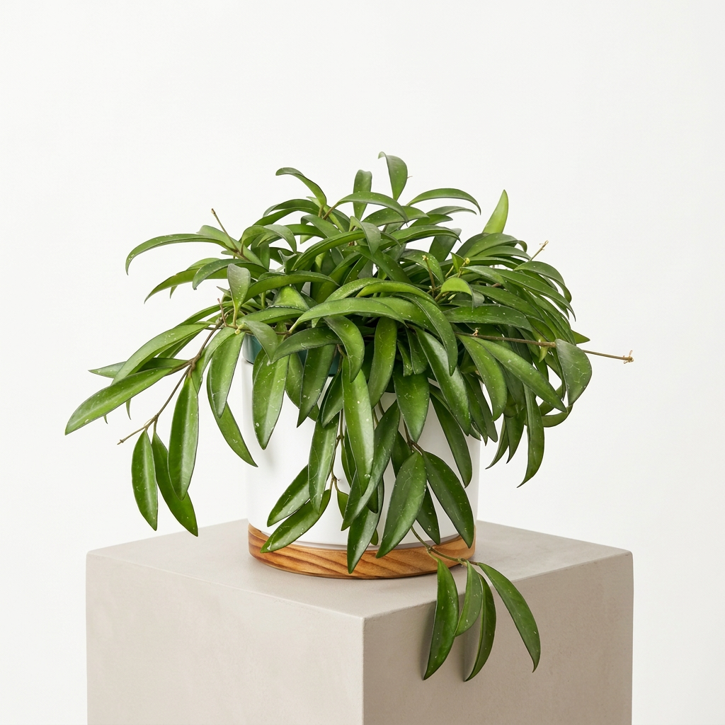 Hoya Wayetii styled in a white OSLO decorative planter with wooden base, sold separately