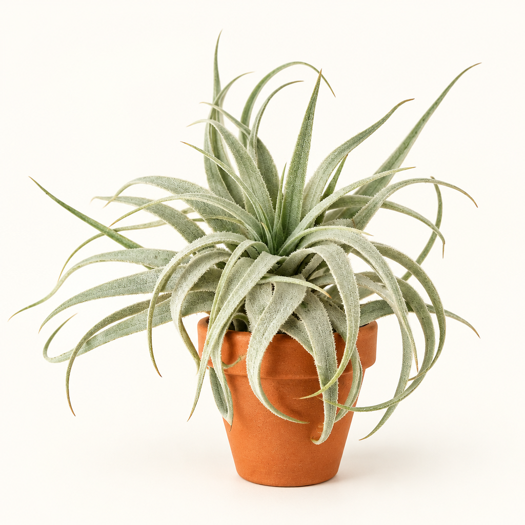 Tillandsia Gardneri var. Rupicola displayed in a small warm terracotta pot; pot not included
