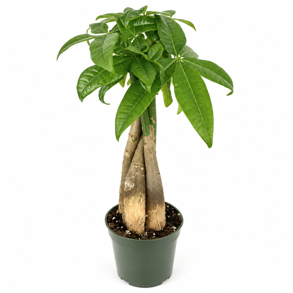 Money tree with loosely joined trunks in black 4-inch nursery pot on white