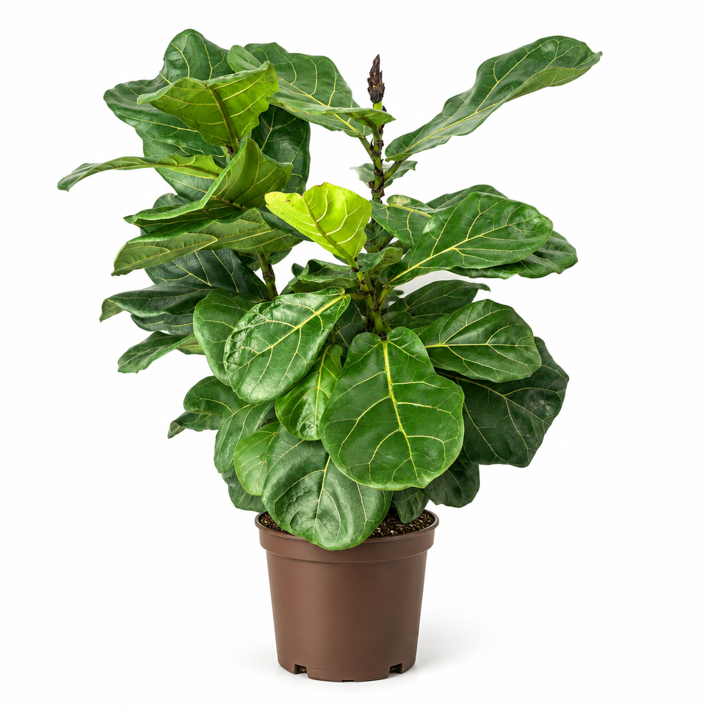 X-large Ficus lyrata bush in a 10-inch nursery pot on white background