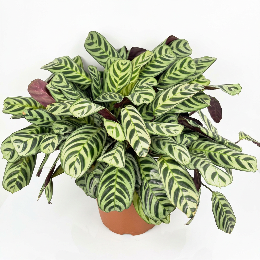 Burle Marx Prayer Plant with green fishbone-patterned leaves in a 6-inch nursery pot on a white studio background