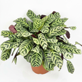 Burle Marx Prayer Plant with green fishbone-patterned leaves in a 6-inch nursery pot on a white studio background