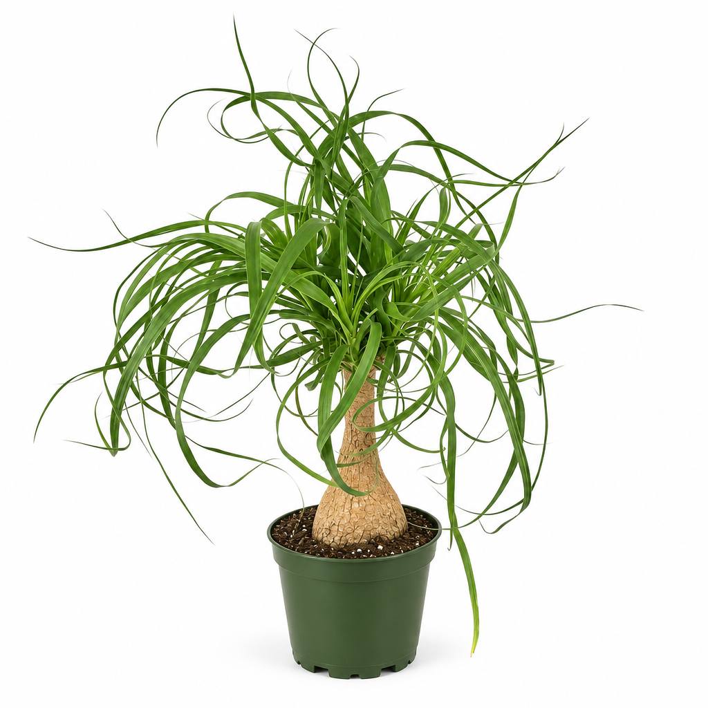 Ponytail palm with cascading green leaves in a nursery grow pot on a white studio background