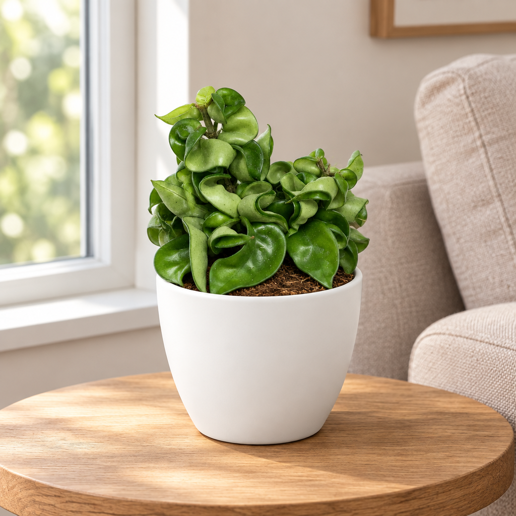 Hoya Hindu Rope styled in a separately sold white Basel planter on a living room table